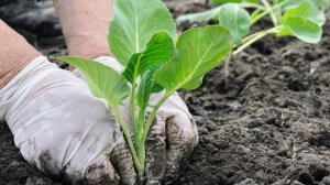 Посадка капусты: лучшая заправка лунок и метод борьбы с вредителями
