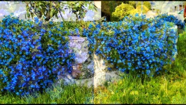 СОВЕРШЕННО НЕПРИХОТЛИВЫЙ ЗАСУХОУСТОЙЧИВЫЙ МНОГОЛЕТН