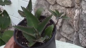 КАЛАНХОЭ ДЕГРЕМОНА  ЖИВОРОДЯЩИЙ СУККУЛЕНТ! ОН ПРОСИТ ?