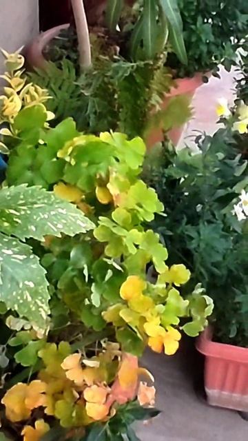 Аукуба-- золотое дерево Flowers lovers смотреть онлайн