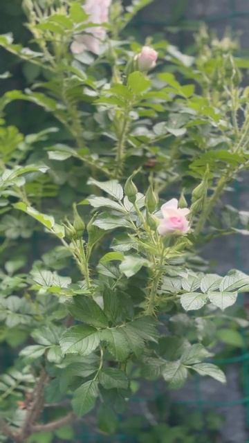 Красивый сад. Роза Ритаусма #flowers #garden #nature #spring #gardening #ros смотреть онлайн