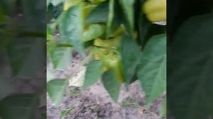 Перец сладкий Волжанин