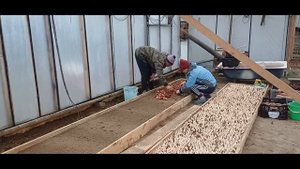 Пришла пора сажать "трюфеля" в нашу теплицу.