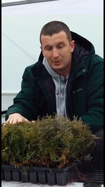 Инвестиция в хвойный бизнес ! Туя черенки , сосна, Пуми? смотреть онлайн