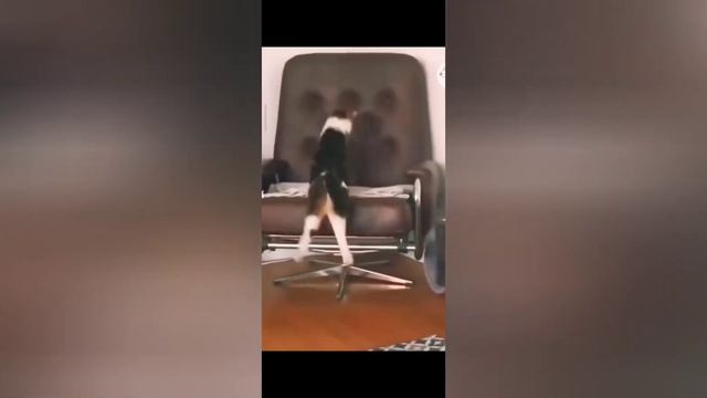 "Смешные приколы с животными - не смейся вызов!"