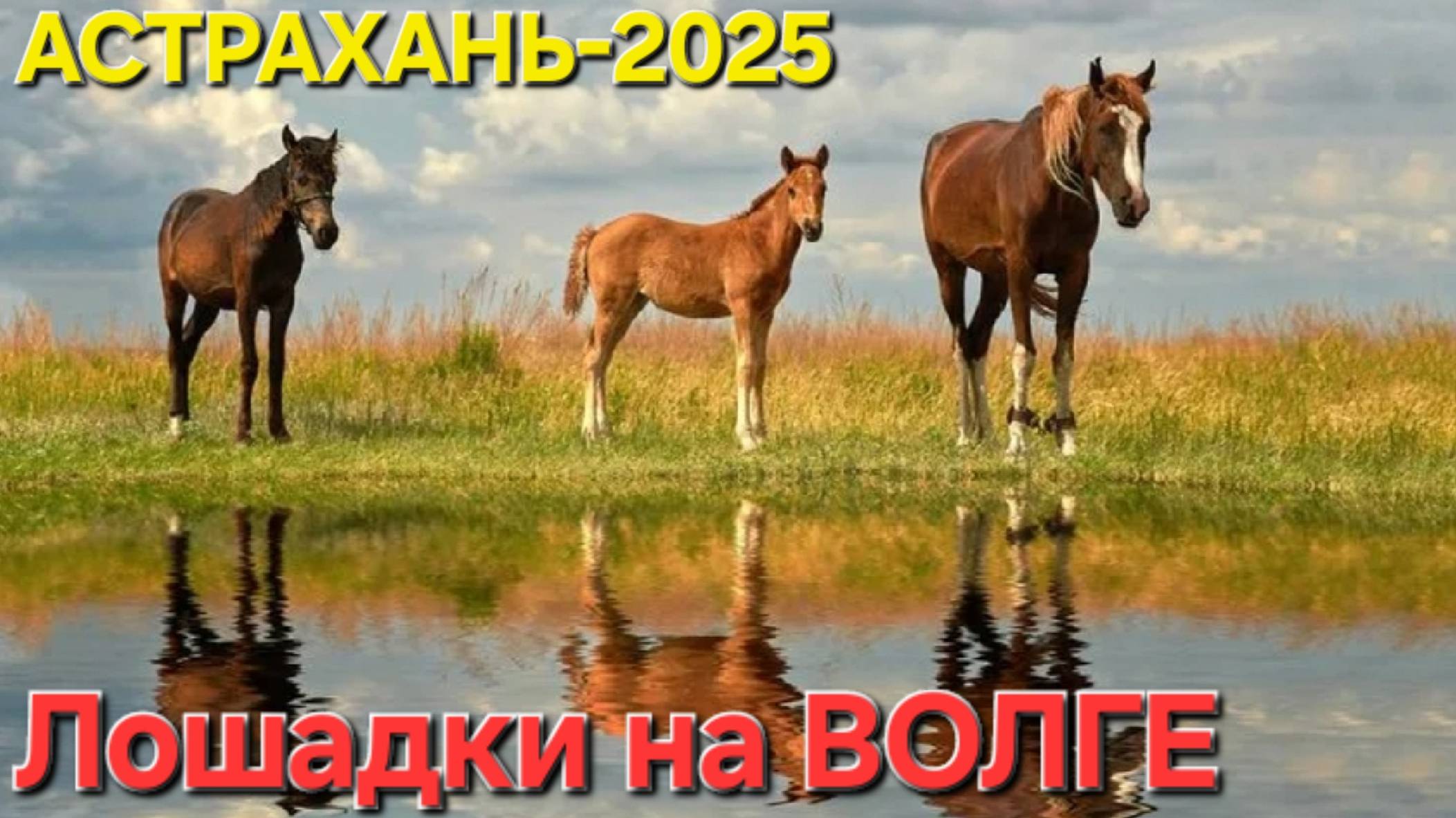 🔥КРАСАВЦЫ-ЛОШАДКИ на берегу ВОЛГИ🔥...в Астрахани-2025