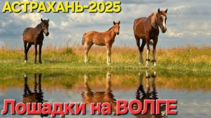 🔥КРАСАВЦЫ-ЛОШАДКИ на берегу ВОЛГИ🔥...в Астрахани-2025