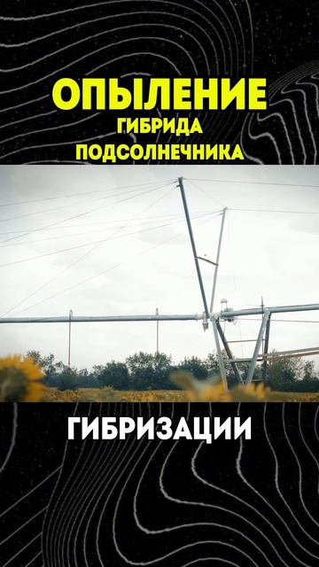 ОПЫЛЕНИЕ ПОДСОЛНЕЧНИКА #2 - гибрид АРИДИНА #агроплазма смотреть онлайн