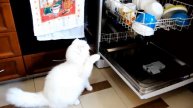 2017.02.27 Бой кота против ветряных мельниц