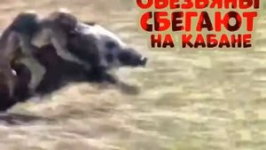 Обезьяны верхом на кабане