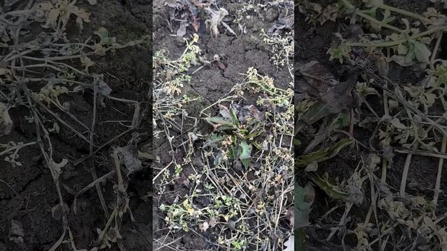 Вот как у нас в деревне избавляются от сорняков! Пропо? смотреть онлайн