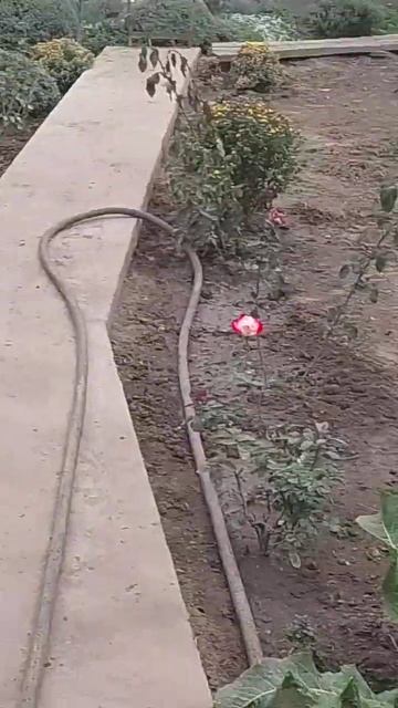 25.09.2024 год.Уборка огорода.Сожгла всю сухую битву,траву. смотреть онлайн