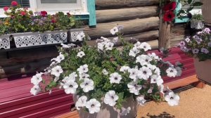 Собираю семена с Петунии.