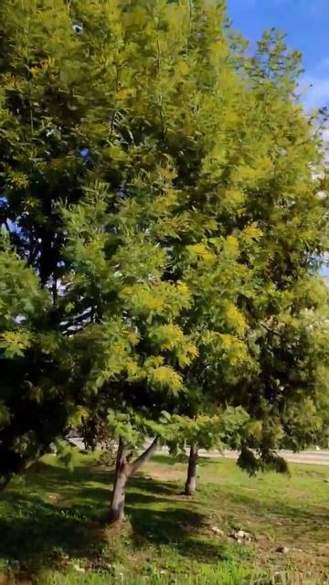 В Сочи зацвела мимоза #сочисегодня #новостисочи #черно смотреть онлайн