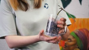 Пересадка в кокосовый грунт. Филодендроны и антуриум