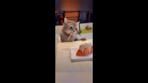 Приколы с животными