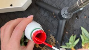 Пересадка и деление S. boncel Platinum cross #сансевиерия #сансы