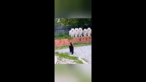 Приколы с животными