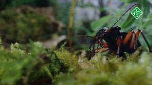 Планета насекомых. Анонс. Канал ЗОО ТВ