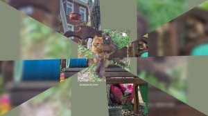 кошечки собачки