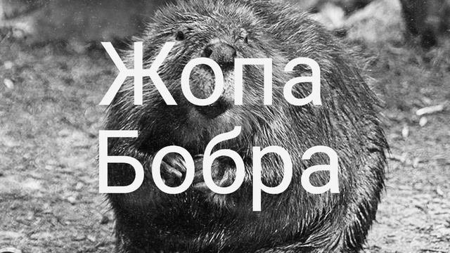 жопа бобра - страшная история на ночь