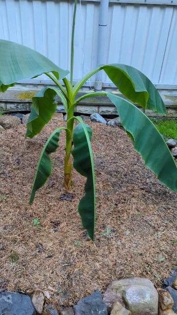 Пытаюсь вырастить банан в Московской области на даче ? смотреть онлайн