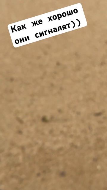 Хороший сигнал прямо у воды! Поиск золота на пляже . Пл? смотреть онлайн