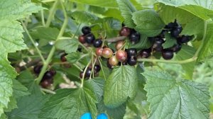 Сорт чёрной смородины Обыкновенное чудо или Сладкая ч