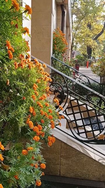 крыльцо #shots #nature #respect #autumn #flowers #almaty