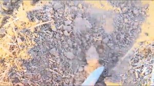 Сев озимого рапса сеялкой СПС-6. No-Till на Кубани.