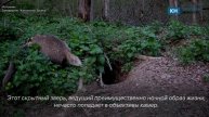 Барсук попался в объектив фотоловушки калужского заповедника