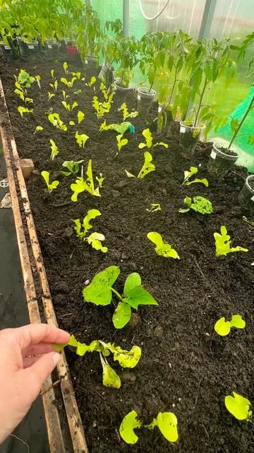 Что б место не пустовало #садоводство #огород #сад #дво? смотреть онлайн