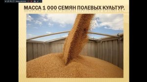 Основы агрономии 221 гр. 09.11.24. Посевные качества семян.