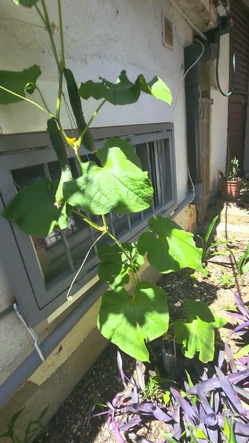 Для чего нужен капельный полив. смотреть онлайн