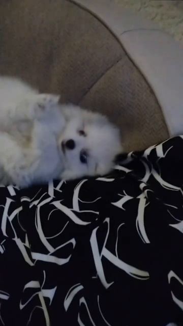 Жан  шпиц померанский собака