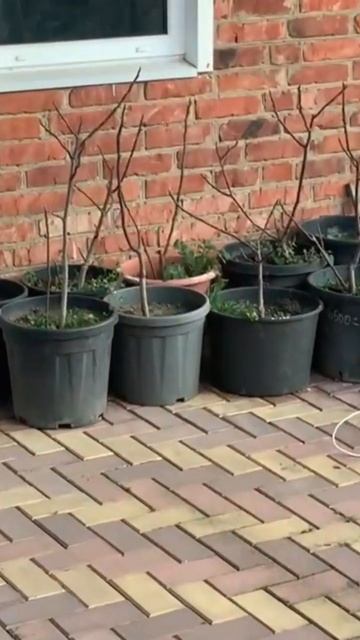 Трехлетние саженцы инжира с доставкой по России смотреть онлайн