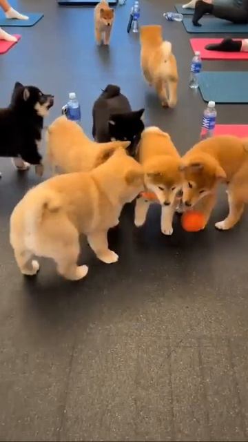 Собачки в зале для занятий. 😉🐶🌹