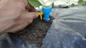 Капельный 💦 полив от бутылок