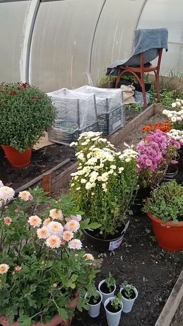 Мультифлора ложится спать #shorts смотреть онлайн