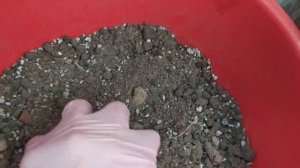 Субстрат для Каменной розы/Молодило. Посадка в вазоны?