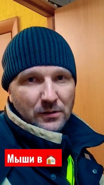 Как поймать мышей? #мышеловка #мыши смотреть онлайн