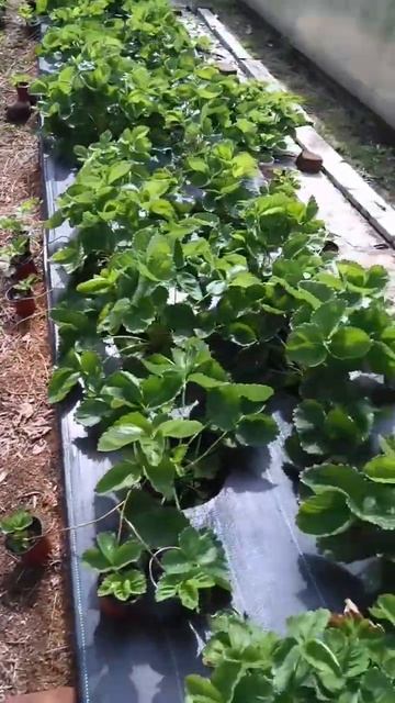 Я много сажать не буду. Частичка моей клубничной плант смотреть онлайн