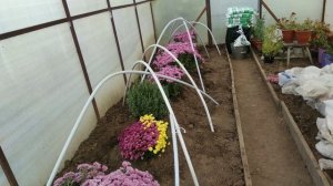 12 октябрь2024. Перенесла хризантемы на зиму в теплицу. П?