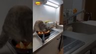 Кто_главный_хулиган_дома?_Коты_и_собаки_в_кадре!_🐾🎥_Приколы_для