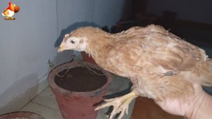 Цыплятам Род Айленд 63-64 дня ❣️🐤🐥😂