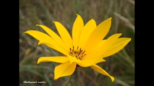 Иисус, Ты мой лучший друг  26.04.2015 смотреть онлайн