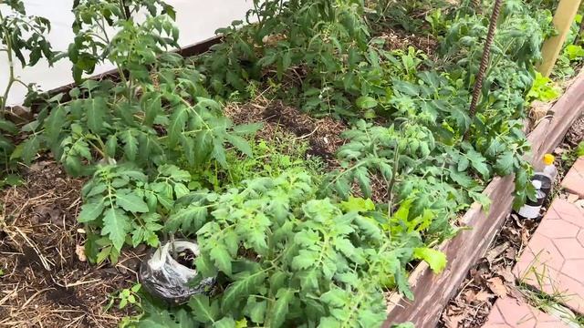 Сильный снегопад в Подмосковье и морозы . Спасаю томат