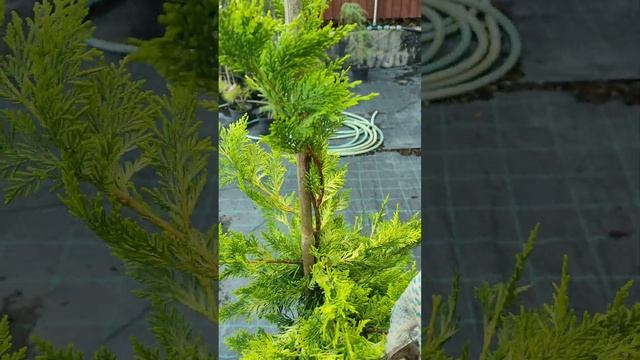 Формируем кипарисовик Лиланд голд райдер на штамбе 2 э смотреть онлайн