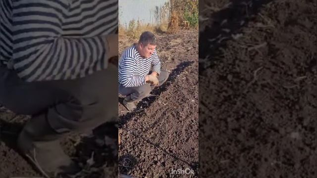 Сажаем чеснок и лук в деревни простым и удобным способ