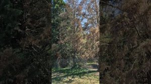 Итальянский Кипарис